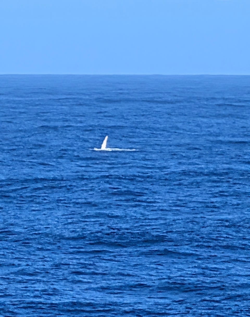 Whale, Ships, Buoys, Planes