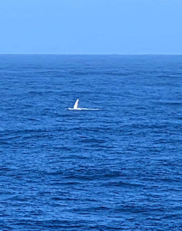 Whale, Ships, Buoys, Planes